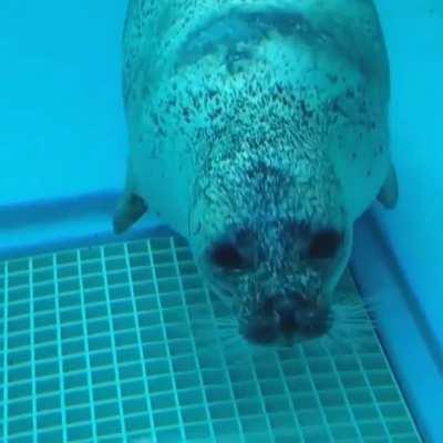 He just booped itself. 😅