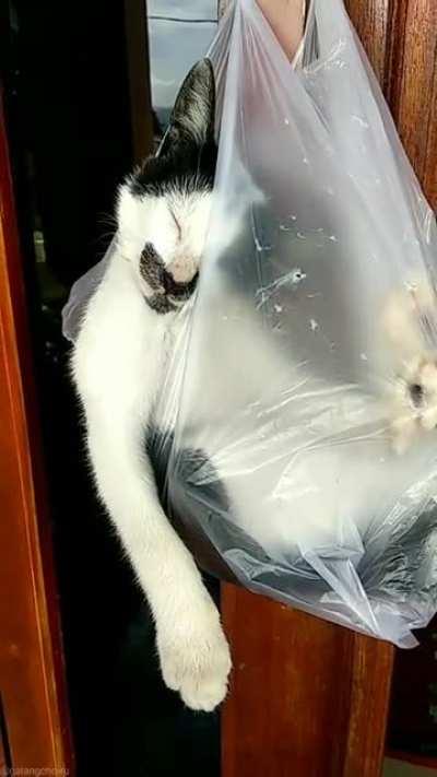 CaT StUcK in PoLLutiOn aNd CanT EsCaPe