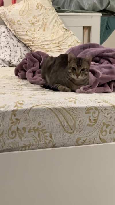 Me: Hey, pspspss. Wanna come near me? My cat: What’s my leverage? Convince me. I am listening. 💅