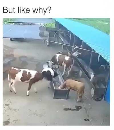 This is legen-dairy.