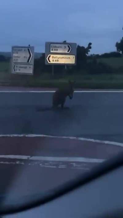 Wallaby in Lisburn