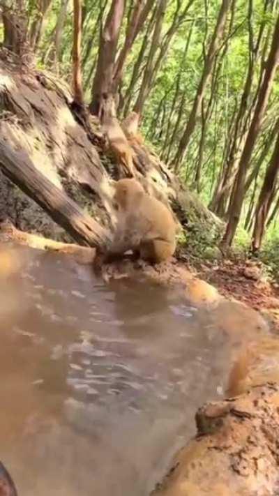 🔥 Monkey bath her baby in the stream