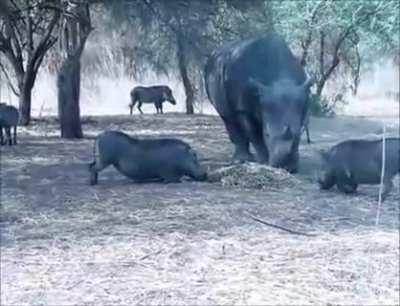 Rhino doesn't like to share