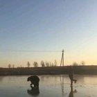 Ice skating with a bear.