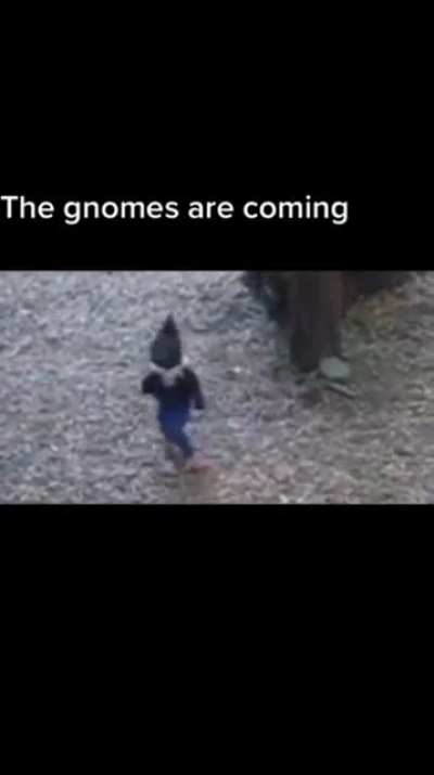 Some real gnome footage. (Viewer discretion is advised)