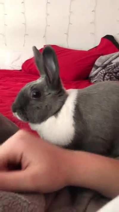 Morning Zoomies With a Pitstop