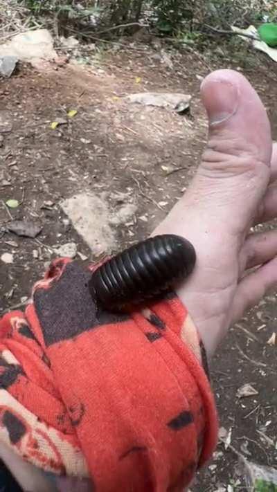 Found this guy on a hike