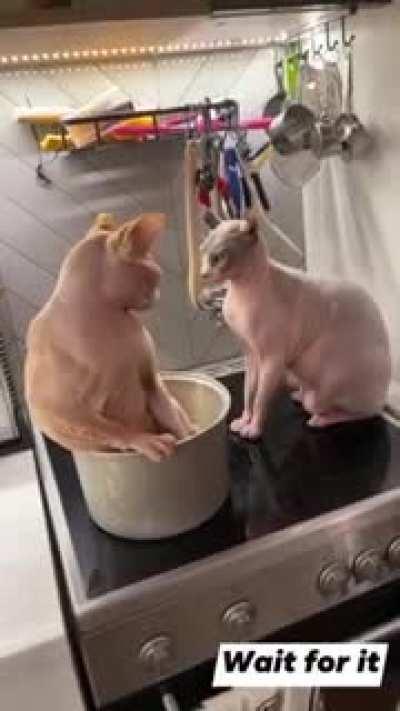 😂😂 Watch til the end! Lollll