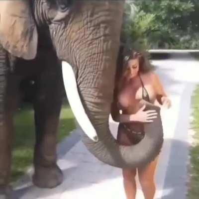 Hmc while being harassed by an elephant 🐘