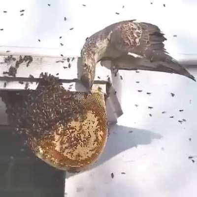 I’ve never heard of a Honey-buzzard before. I had no idea they attack honey bees' nests for food.