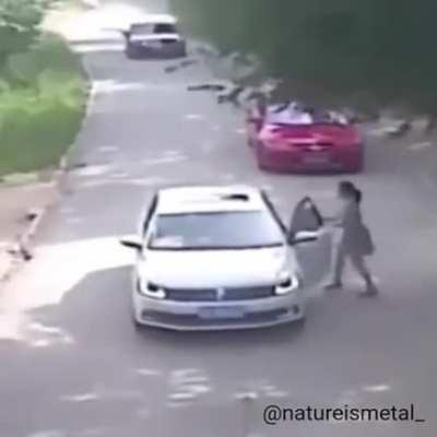 🔥 Woman Is Dragged Off By A Tiger