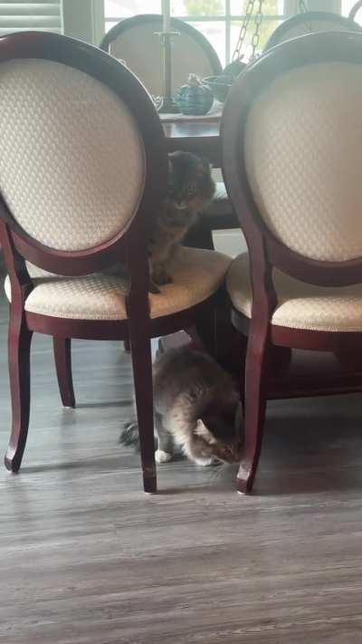 Cosmo really wants to play with Nimbus but usually comes on too strong. (I guess because Nimbus will hiss) But we are making progress!