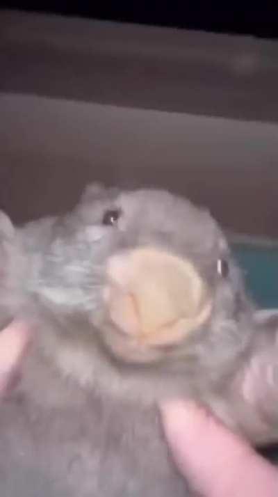 What animal is this?