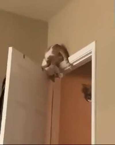 Cat doing cat things.