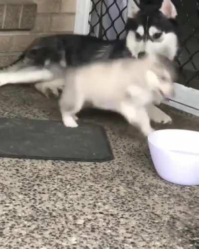 Look at this clumsy pupper