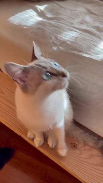 Jack’s Chirping Teefs!