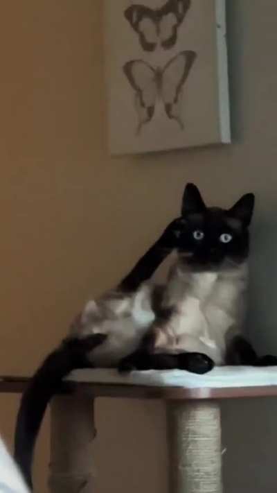 Cat serving for the country, we salute you