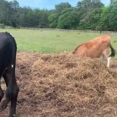 Apparently fresh hay brings out the inner derp in these big boys at Freedom Farm Animal Rescue