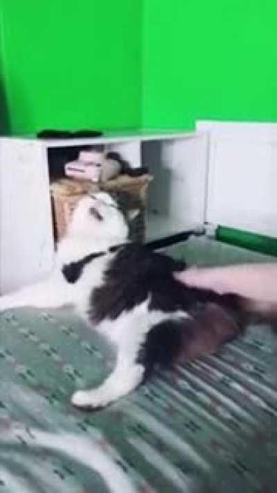 Does he like it or NOt?