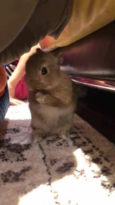 Fozzy needing to look all clean and groomed!!