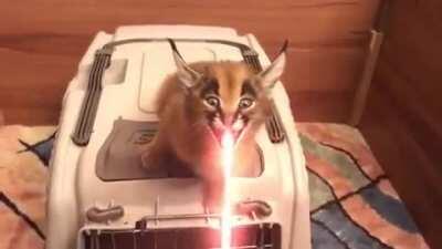 Hey todos quieren floopa 😎