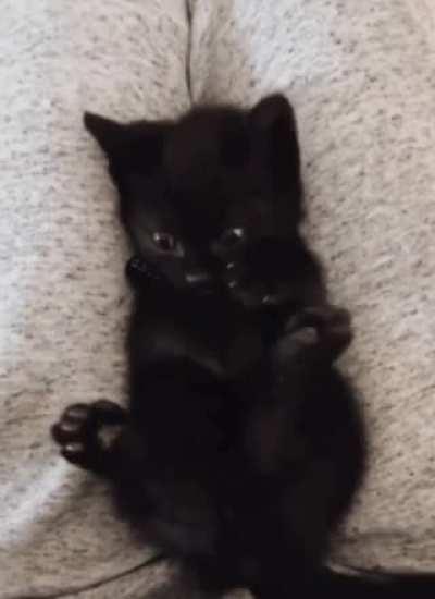 Cat suddenly realises that it has four paws 😆🐾