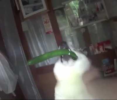 What a good hard working boy 