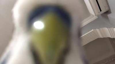 pov: my titan budgie talks to you from above since you’re tinier compared to him.