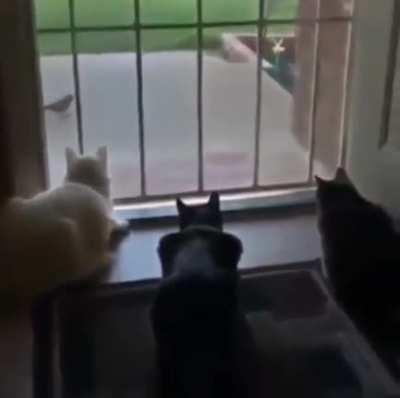 I wish it had sound (wait till the end)