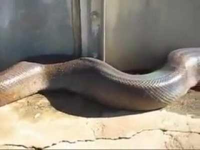 Bu büyük bir yılan