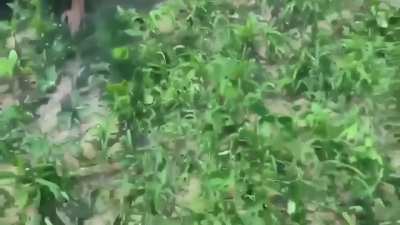 Sick DDT in a country scrap