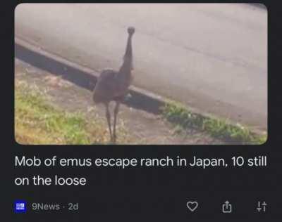 If the Australians, the anglosphere equivalent of Florida men, trembled before the might of the emu, then Japan stands no chance