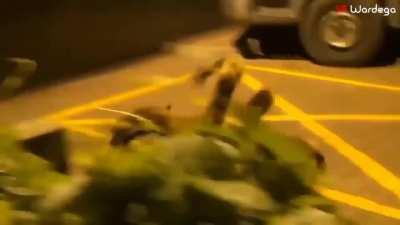 Dog dressed as a spider