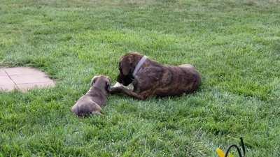 Few years back when we got little sister... Older sister switches out toy and Lil sis has no idea what just happened...