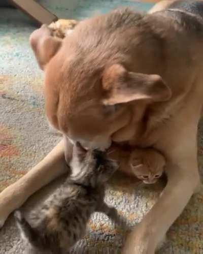 Looking after the fosters