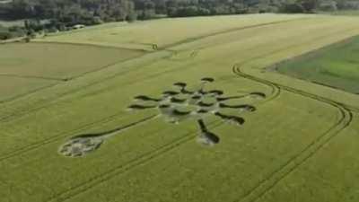 New Crop Circle Wiltshire U.K 29 May 2020