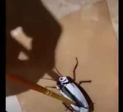 Guy draws on a live cockroach