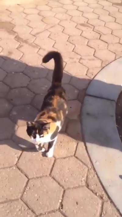 Cat sees his friend after a long time