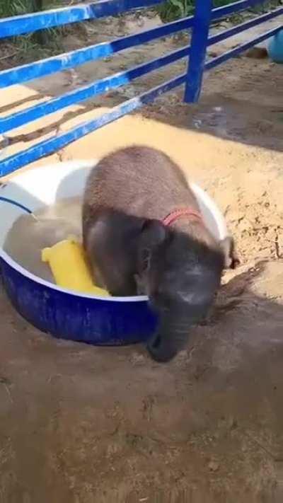 Just a baby elephant enjoying its bath tub