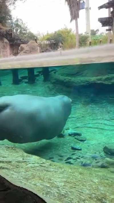 Overweight tardigrade