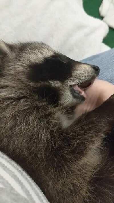 One of my rehab raccoons falls asleep suckling.