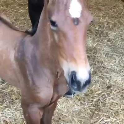 This foal making the cutest little neys!!