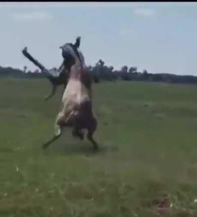 This dude did a 360 on the horse's back wtf