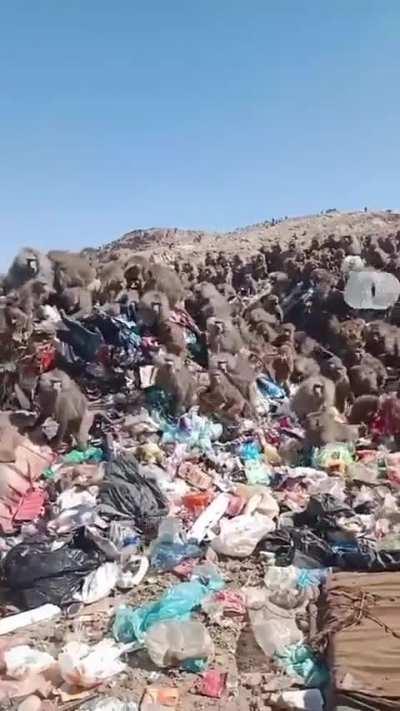 Baboons at a landfill 