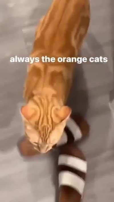 we call them, the strongest ras, 