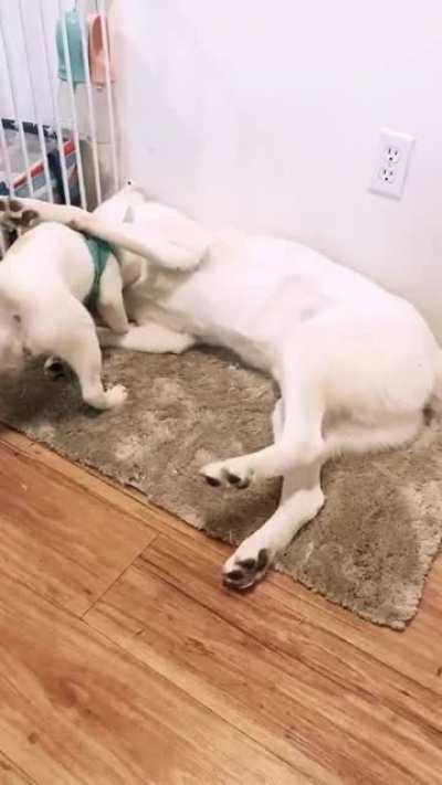My rare pupper and his rare pupper wrastling