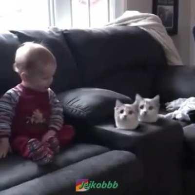 [Haiku] BABY NO DON'T WhACK THE CAT