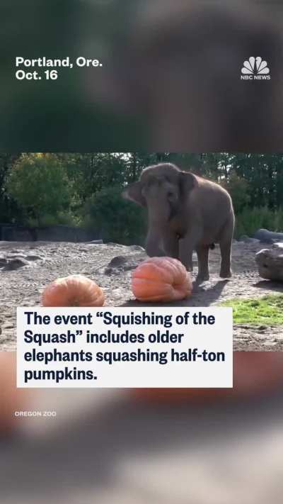Baby elephant Tula-Tu played ball with pumpkins given to her at the Oregon Zoo's annual fall event