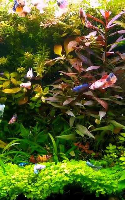 Feeding some mosquito larvae 🦟