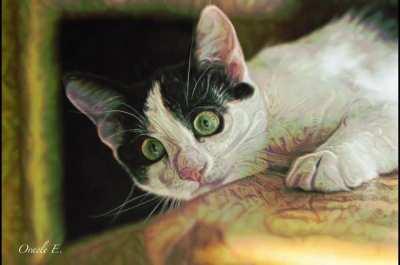 Dude, your cat is staring at me...